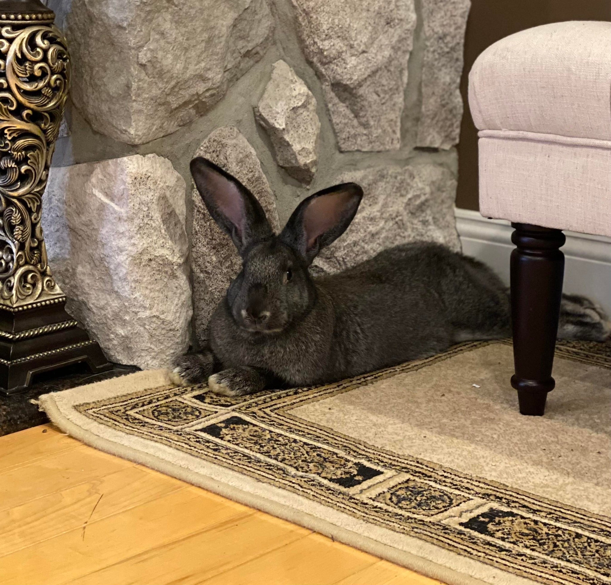Athena laying by a fireplace on a rug.