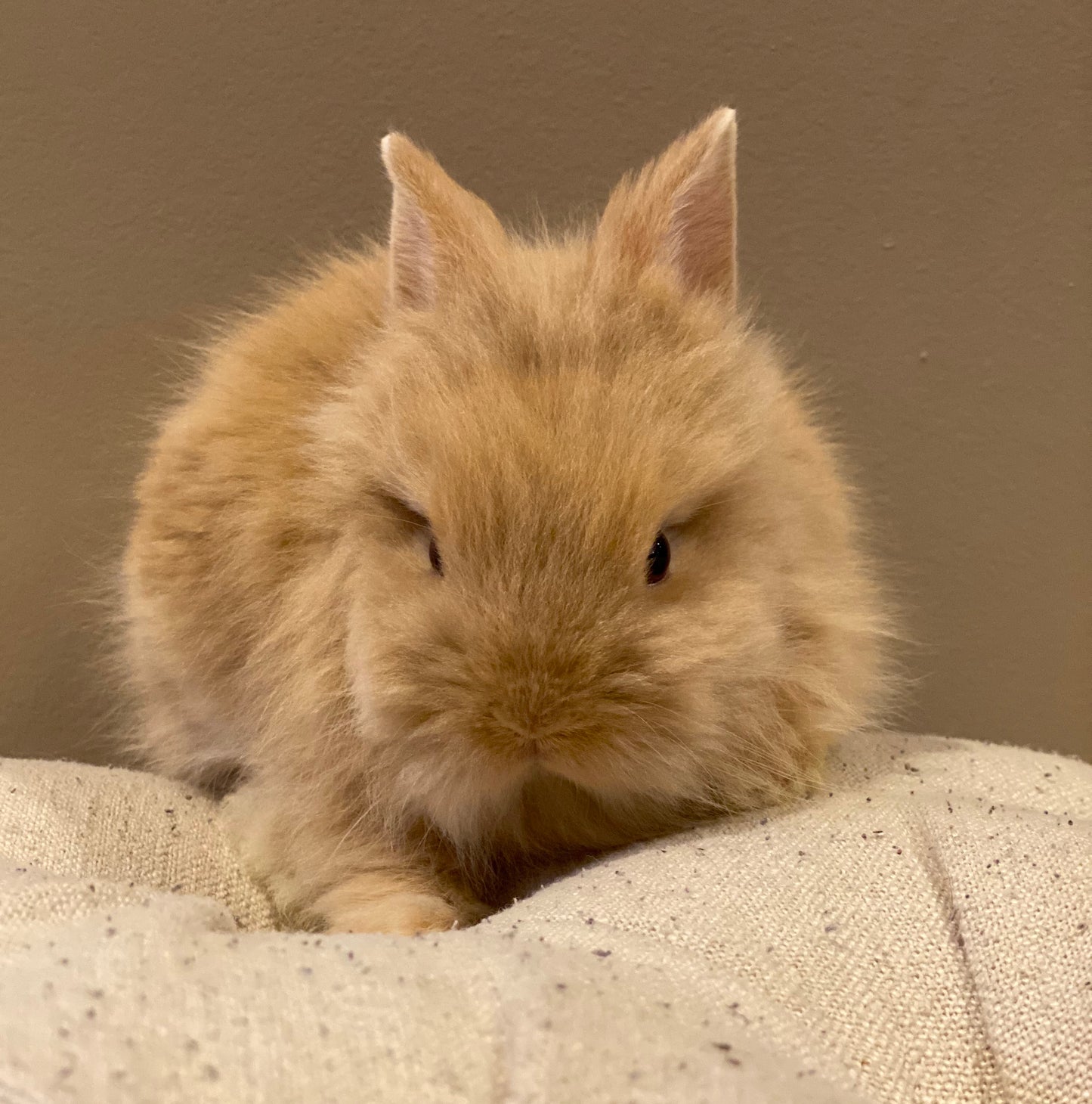 Biscuit