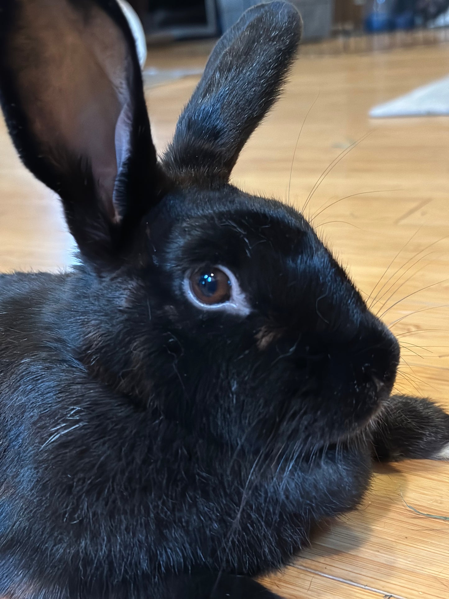 Truffle