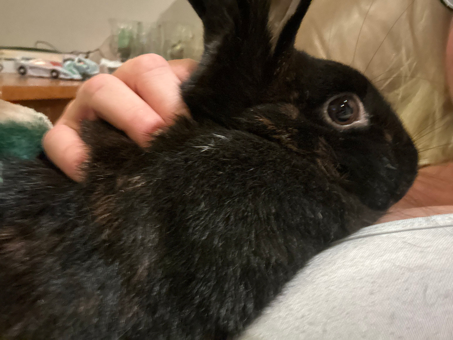 Truffle