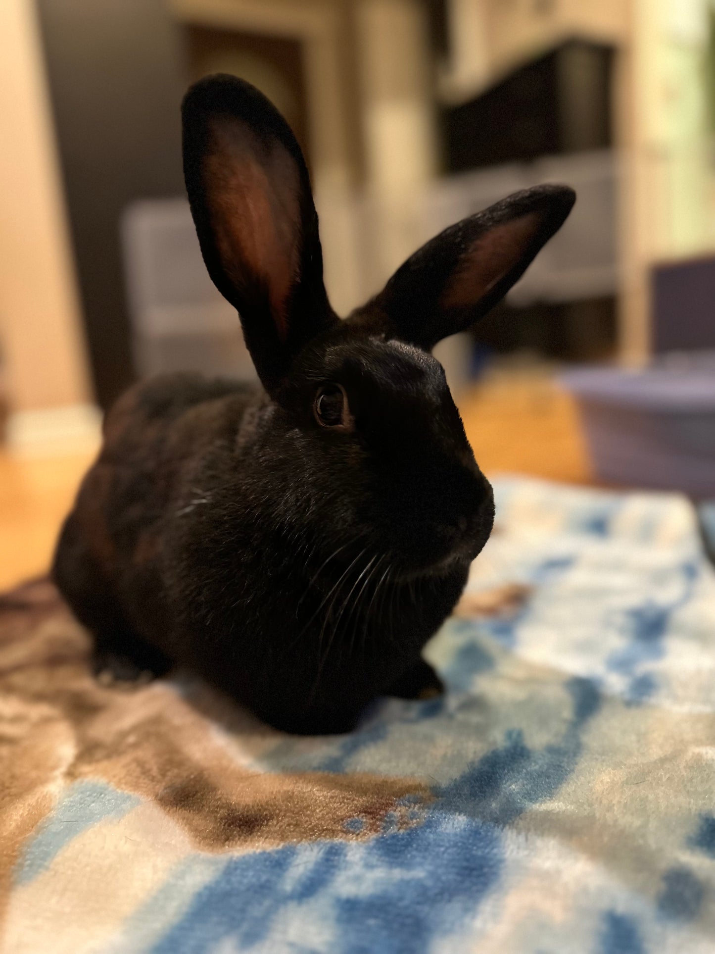 Truffle