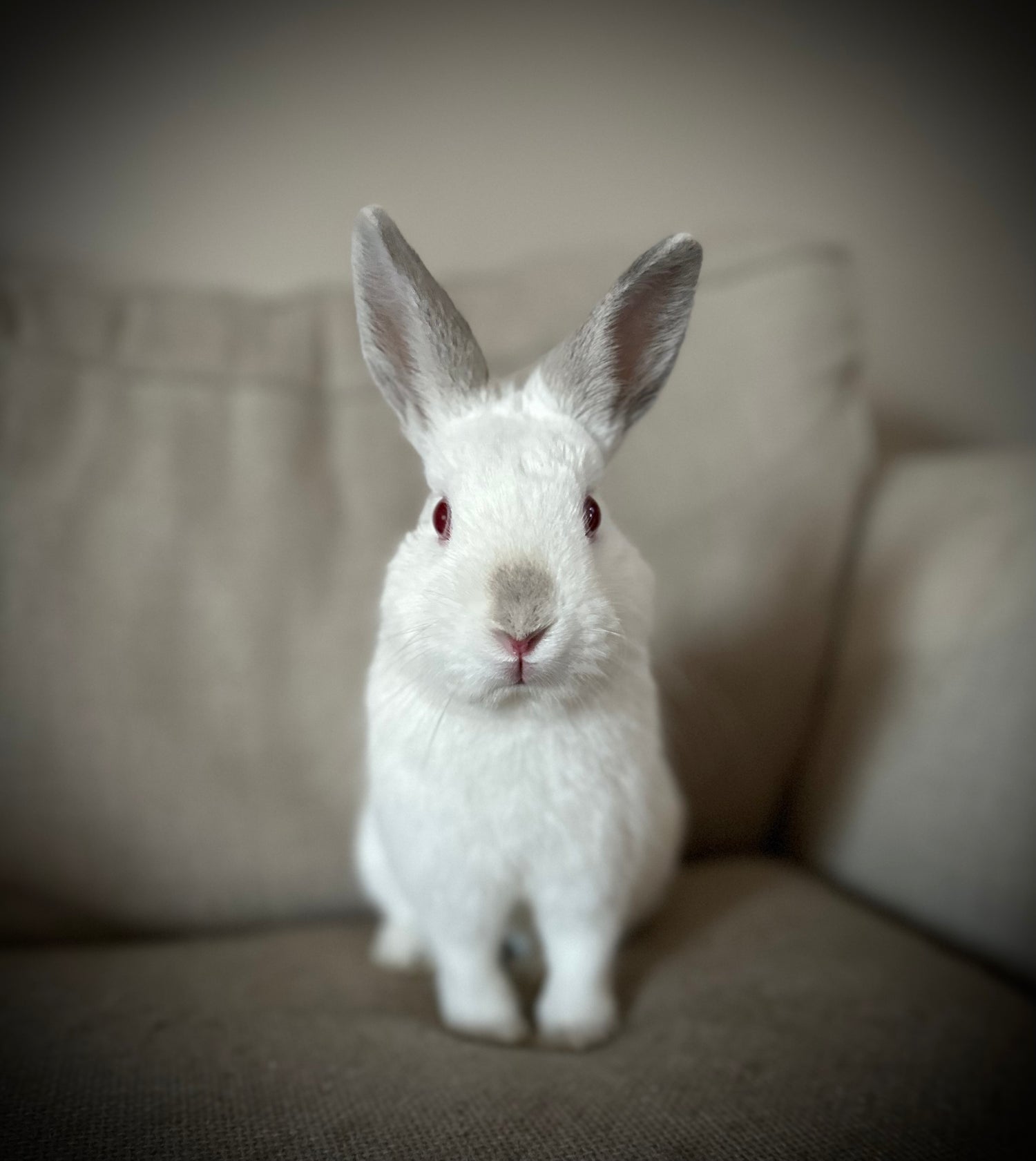 Rudy the white and gray rabbit sits on a light colored sofa and stares directly into the camera