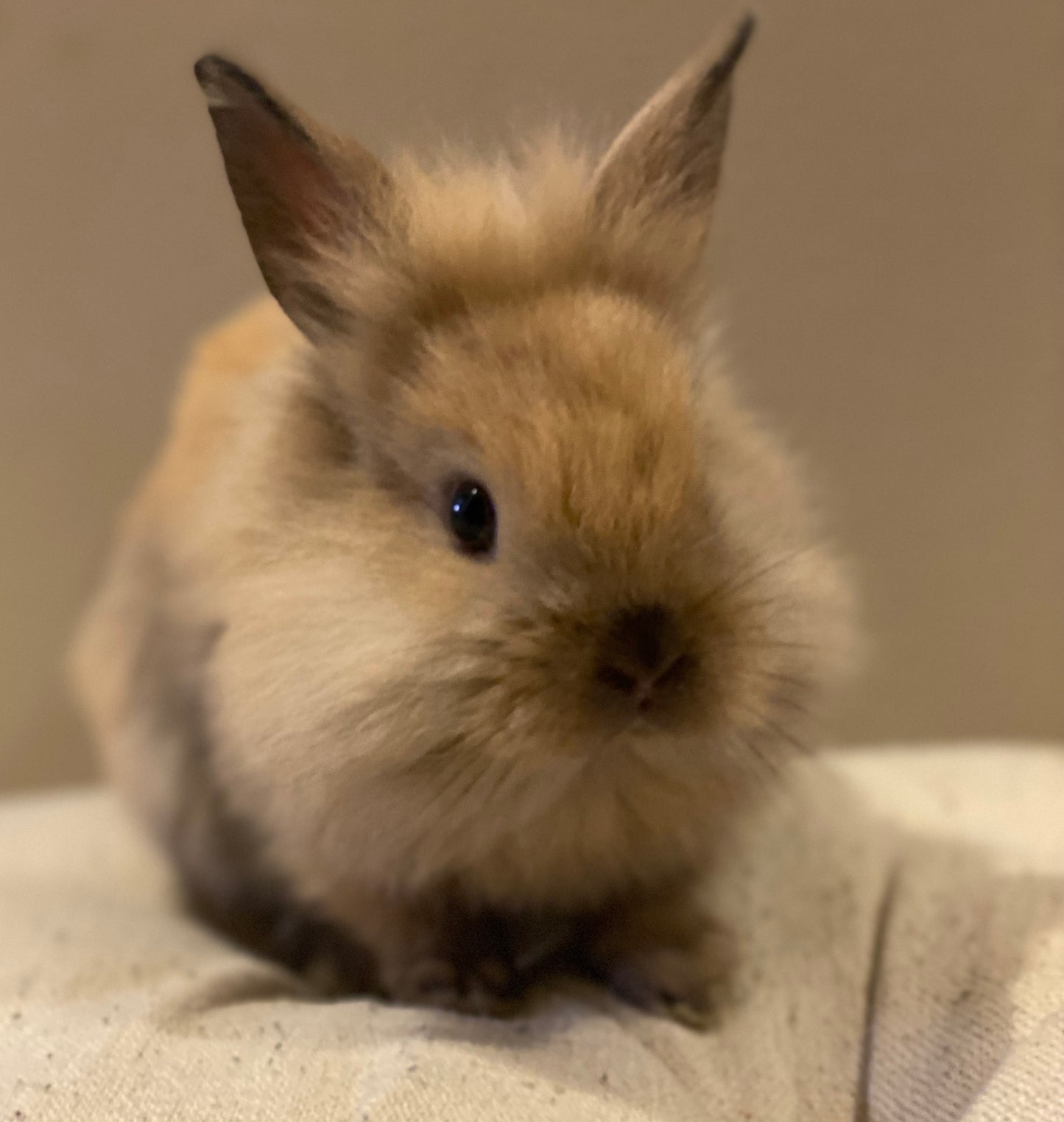 Pumpernickel