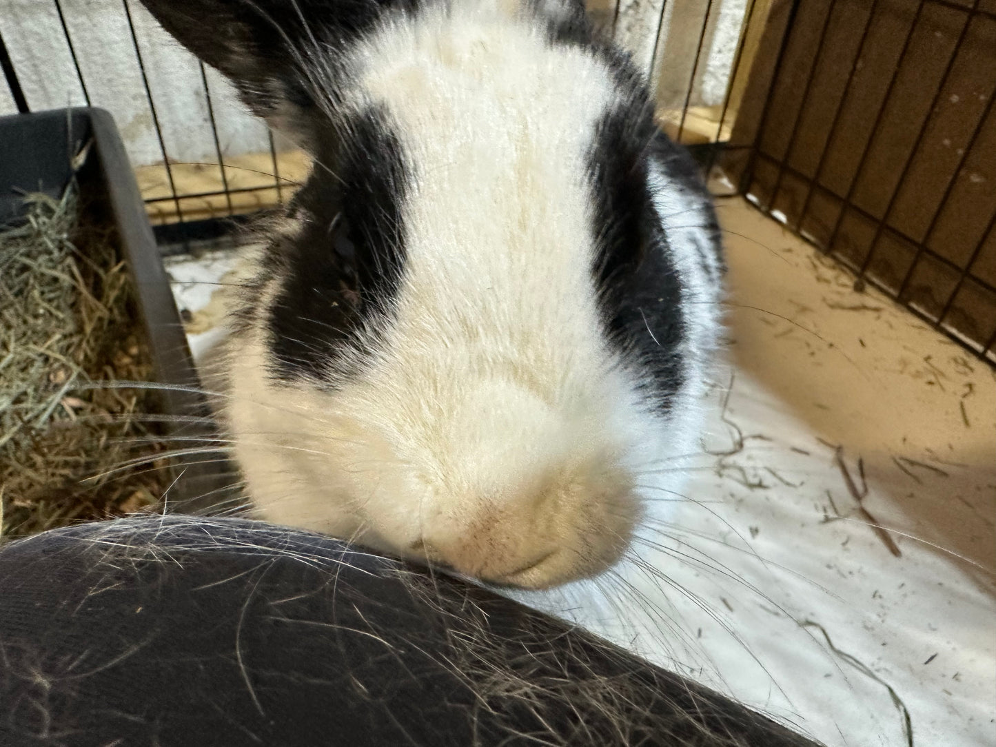 Stella