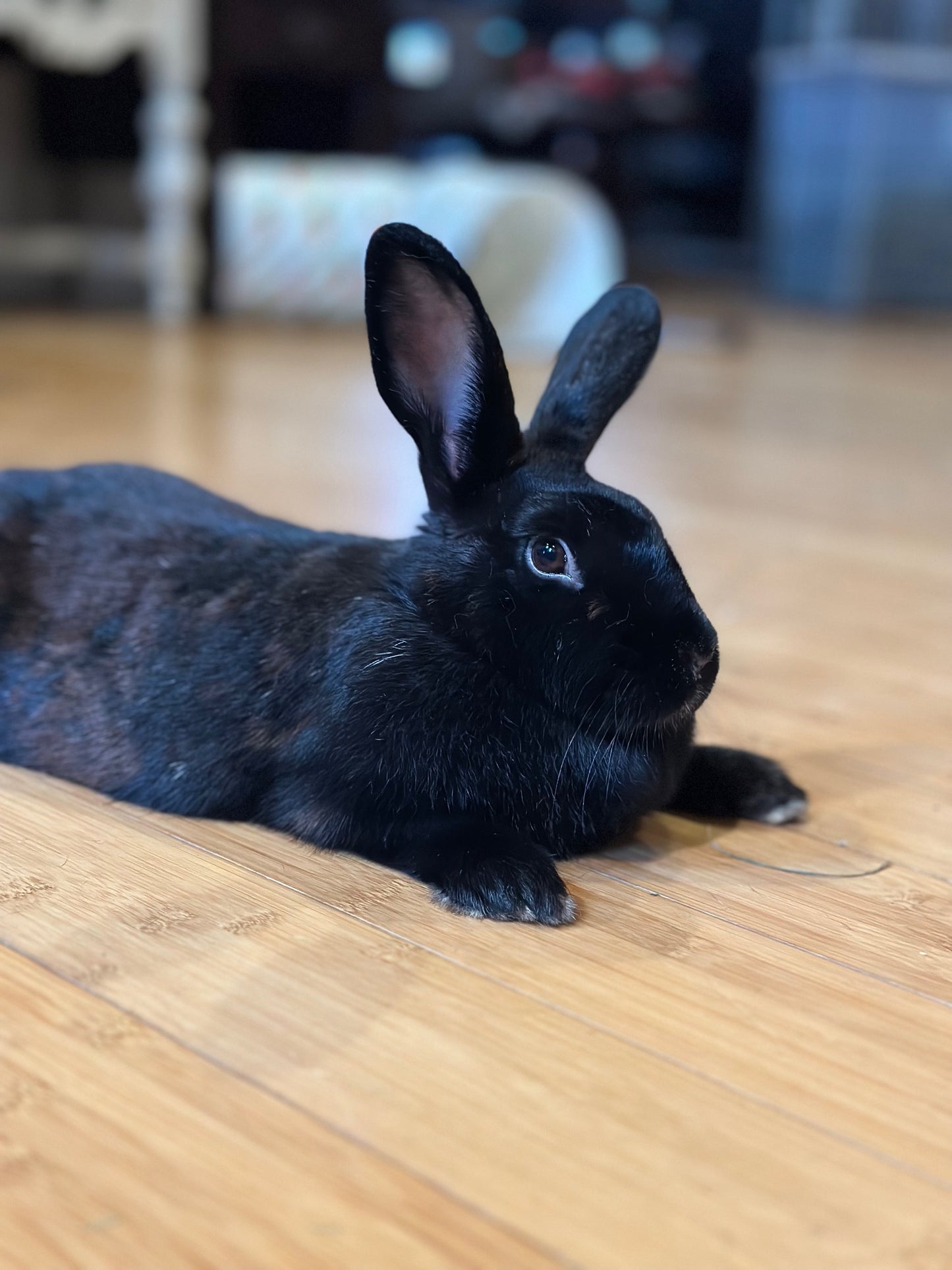 Truffle