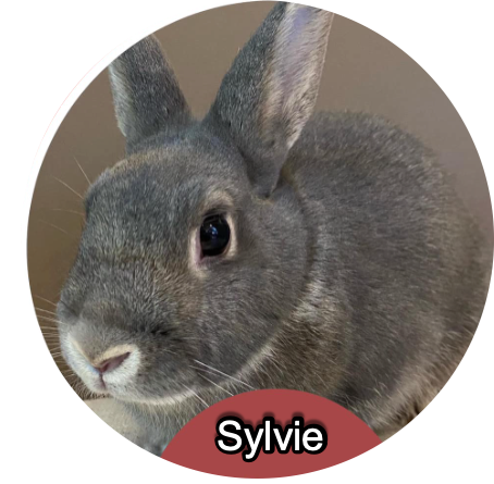 Silvie