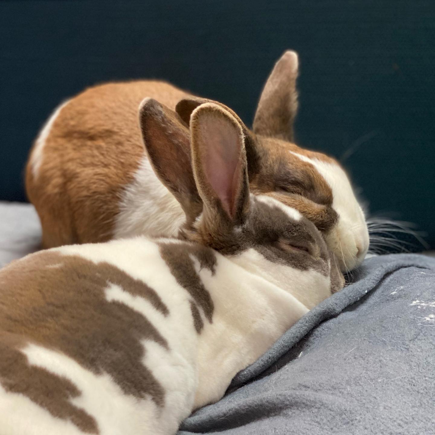 Jailhouse, a rex rabbit, snuggles his brother, Rock, a dutch rabbit.