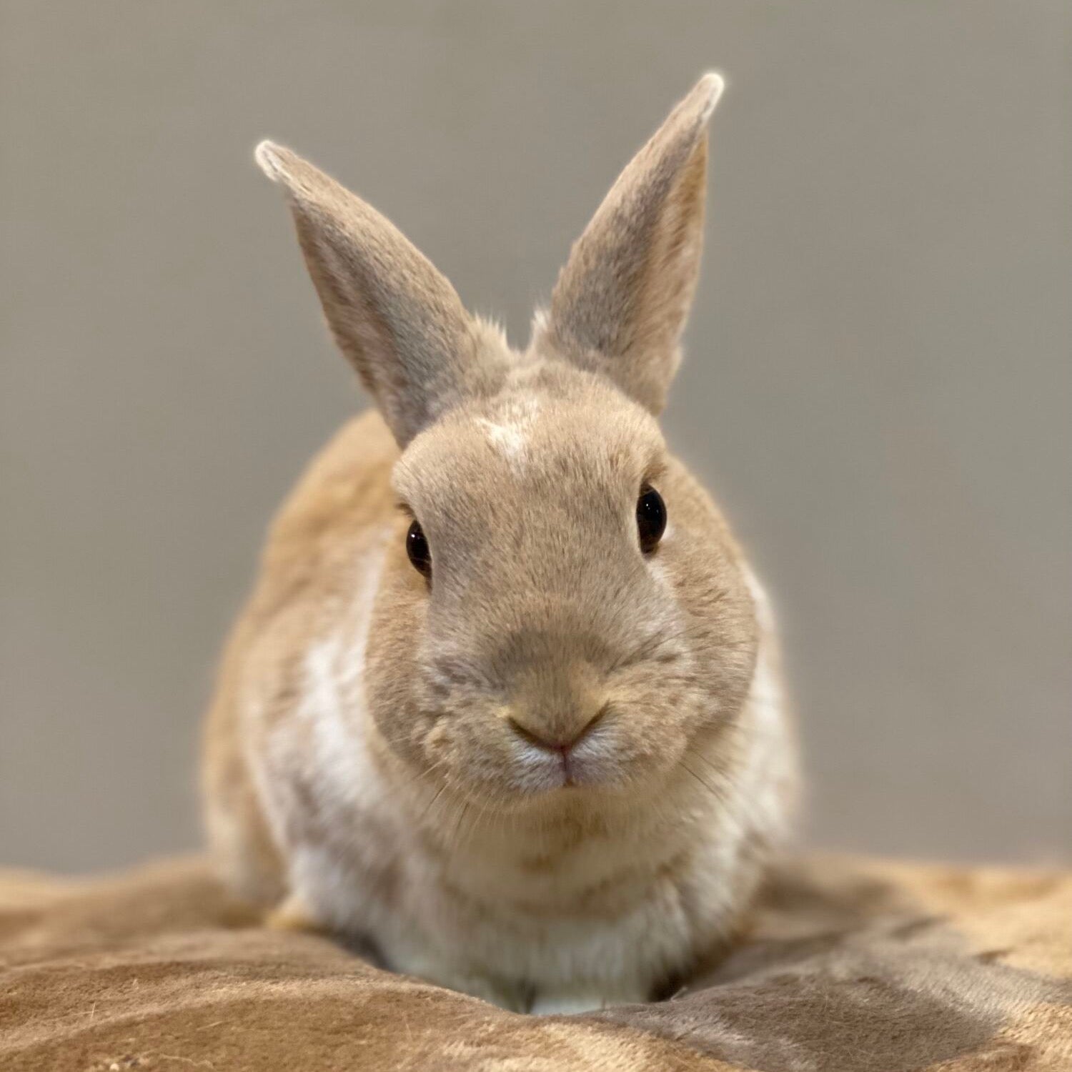 Button, a small brown and white mixed breed rabbit, staring directly at the camera.