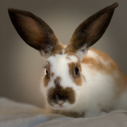Pecan, a brown and whitelarge mixed breed baby rabbit with large brown ears, starting at the camera.