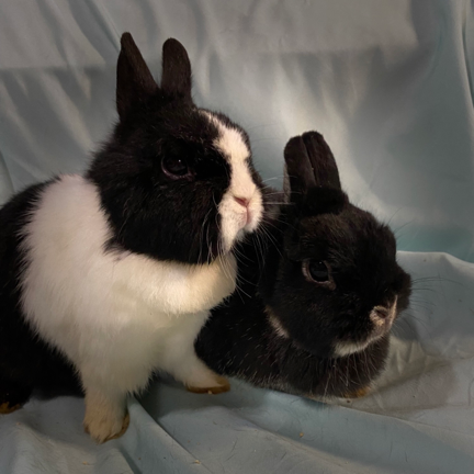 Two Netherland dwarf rabbits, Summer and Berry, sit next to each other. 